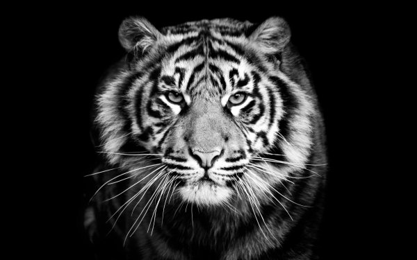 Белый тигр на черном фоне
