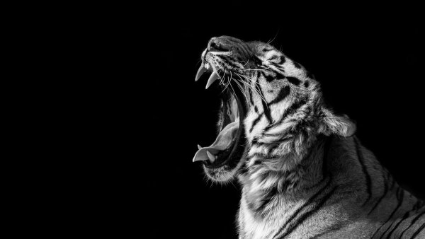 Бенгальский тигр на черном фоне