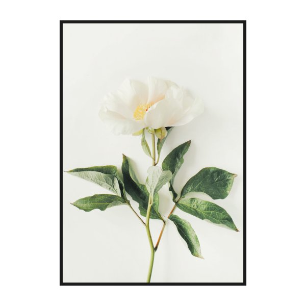 Постер белые цветы