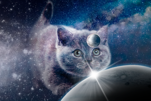 Кот в космосе