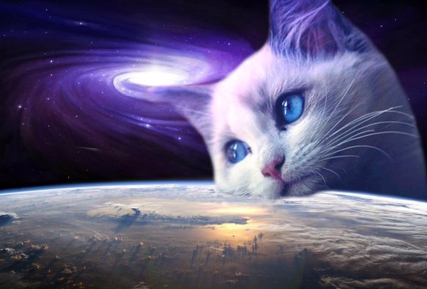 Поющие котята на фоне космоса