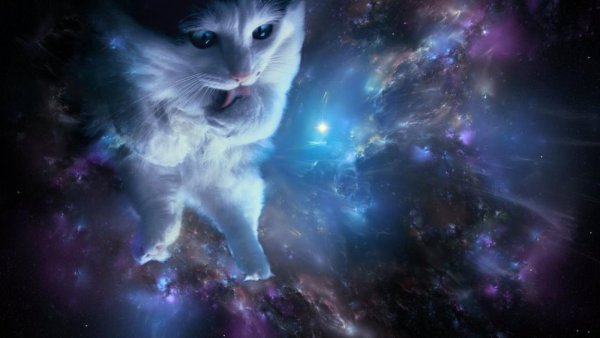 Котенок в космосе