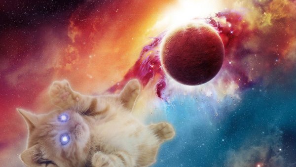 Коты на фоне космоса
