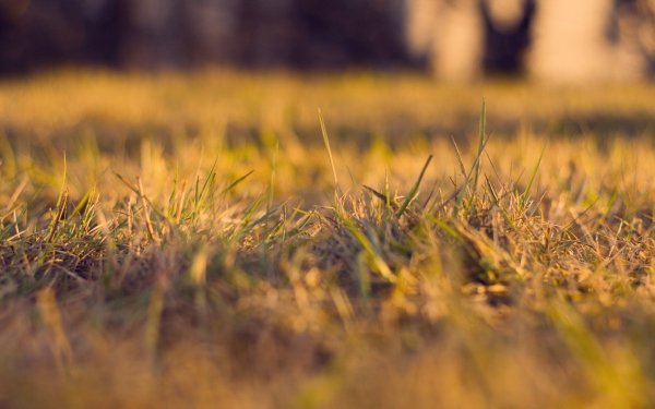 Осень жухлая трава