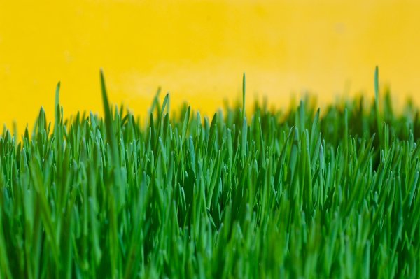 Зеленая трава
