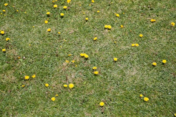 Газонная трава с желтыми цветочками