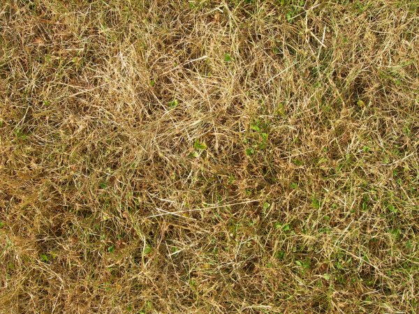 Пожухлая трава текстура