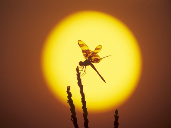 Бабочки на фоне солнца