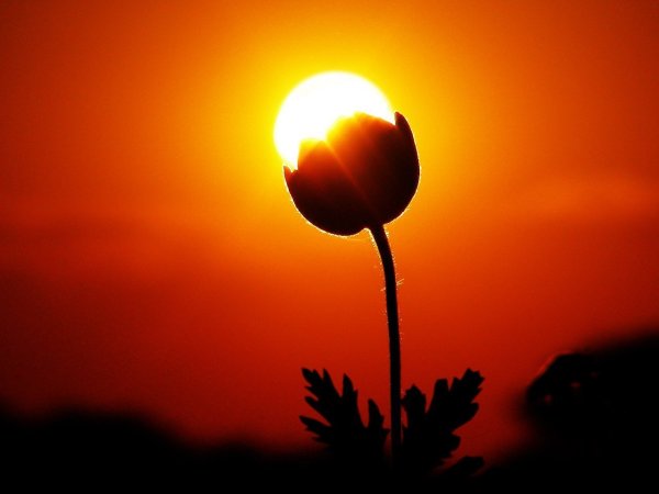 Растение на фоне солнца