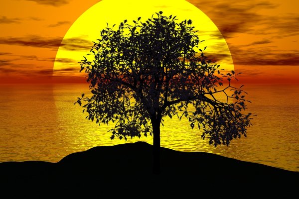 Дерево на фоне солнца