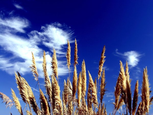 Пшеничное поле и голубое небо