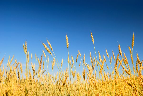 Колоски пшеницы на фоне неба