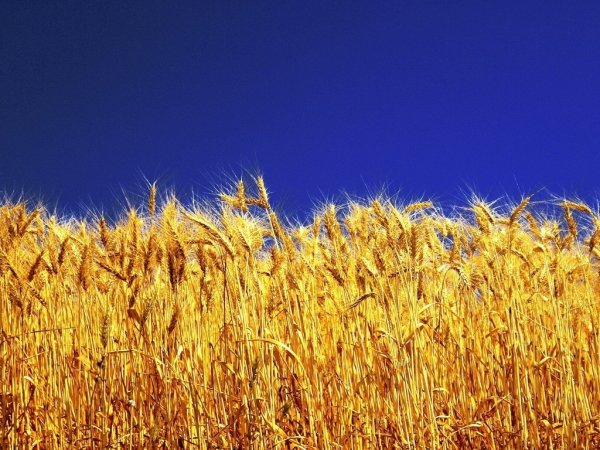Поле пшеницы и голубое небо
