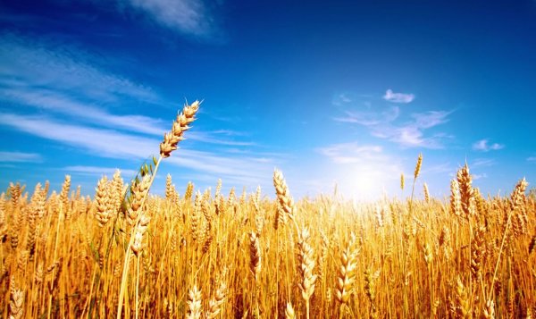 Пшеница на фоне голубого неба