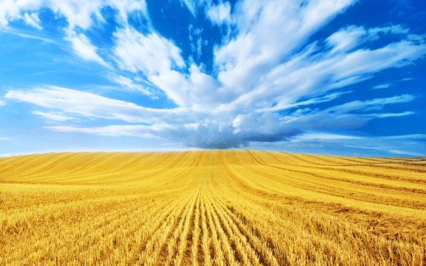 Пшеница и небо