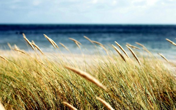 Пшеница на фоне моря