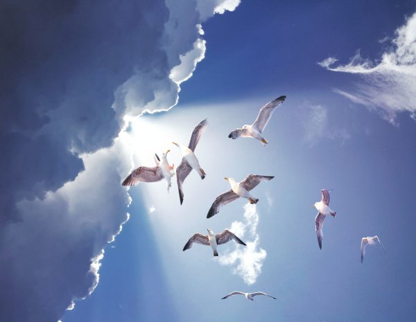 Стая птиц в небе