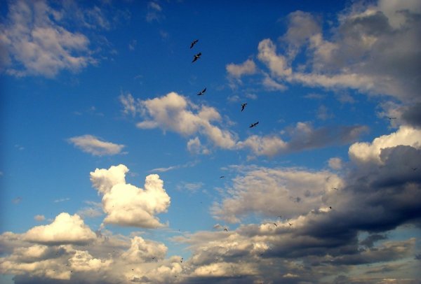 Красивое небо с птицами