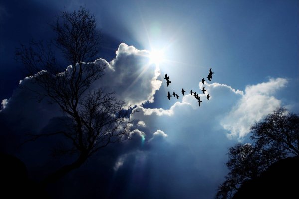 Птицы в облаках