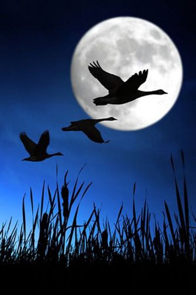 Луна и птицы