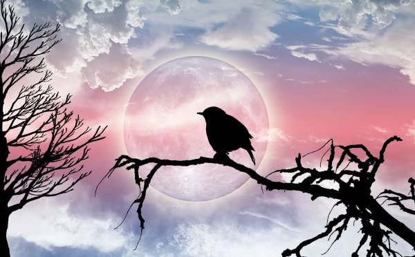 Птички на фоне Луны