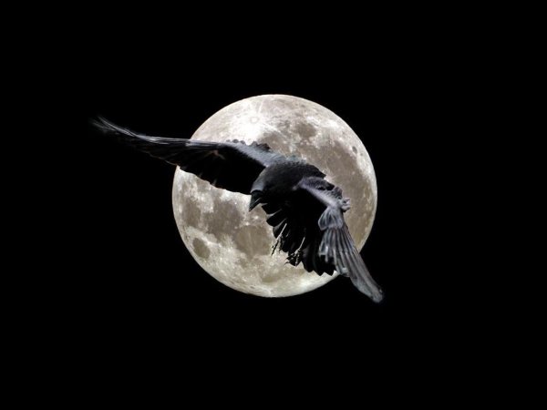 Лунный ворон