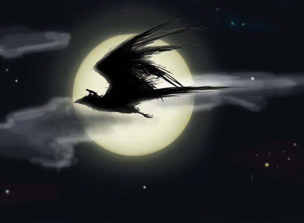 Птица в ночном небе