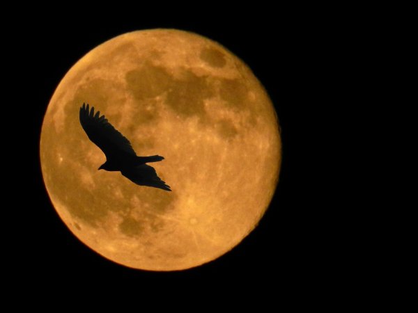 Летящие птицы на фоне Луны