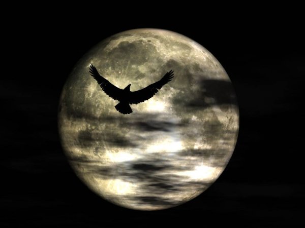 Летящие птицы на фоне Луны