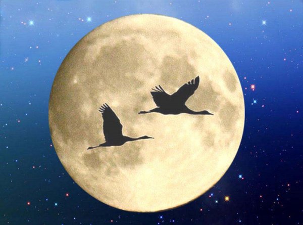 Птички на фоне Луны