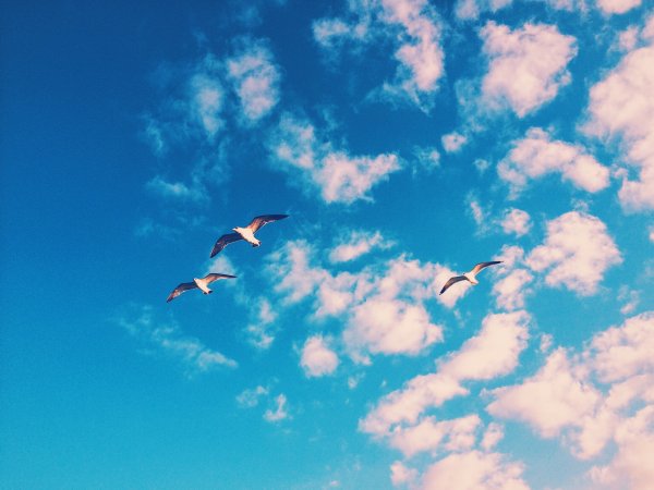 Птицы в облаках