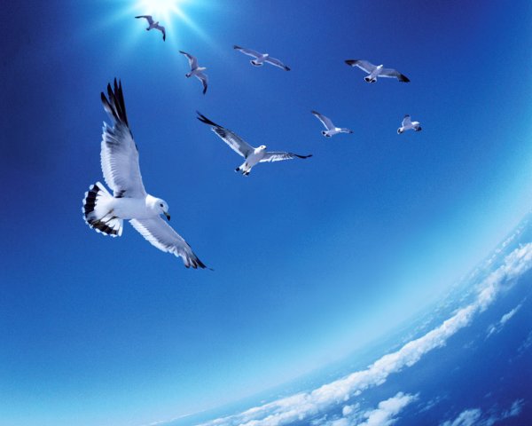 Птица улетает в небо