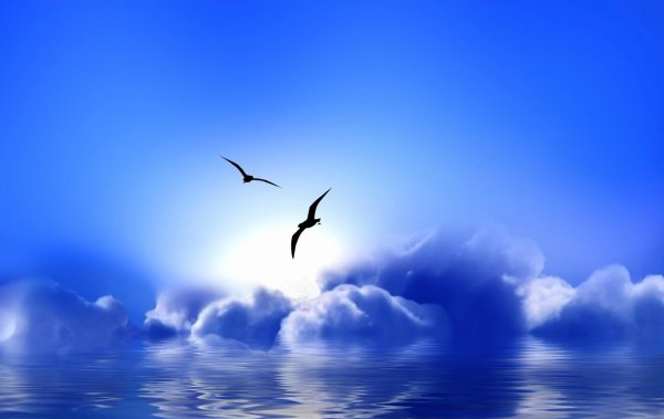Птица в небе над морем