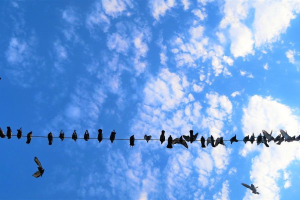 Голубое небо с птицами