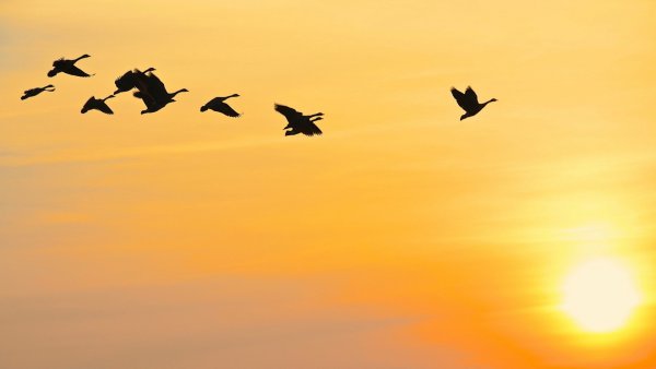 Птицы летящие на фоне неба