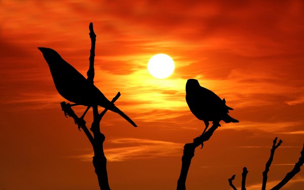 Силуэт птицы на закате