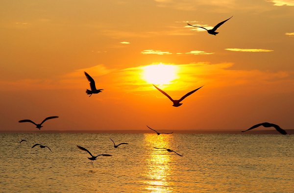Птицы на фоне солнца