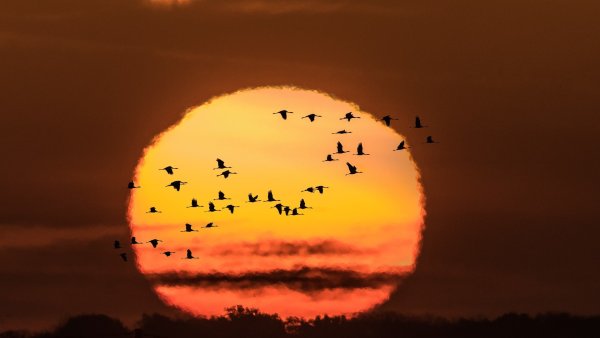 Стая птиц на закате