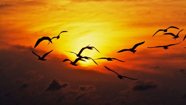 Птицы в небе закат