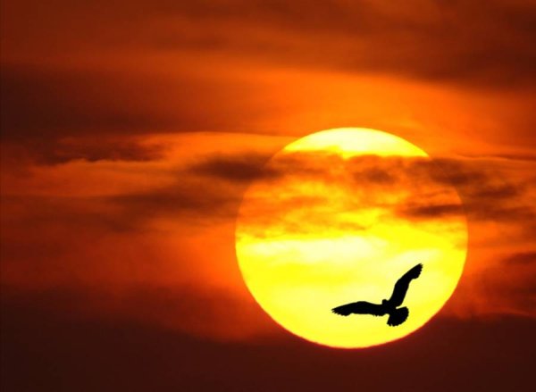 Закат солнца и птицы