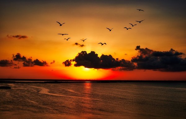 Море закат птицы