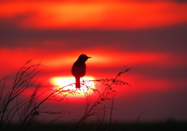 Восход и птицы