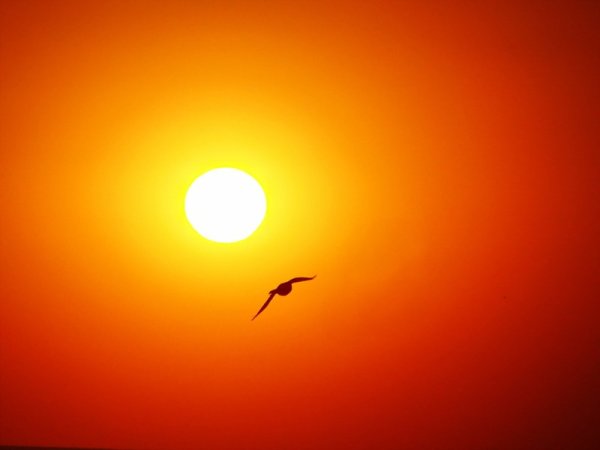 Птица в небе оранжевый закат