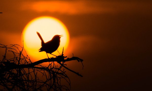 Птица солнца