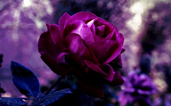 Роза Пурпл фиолет