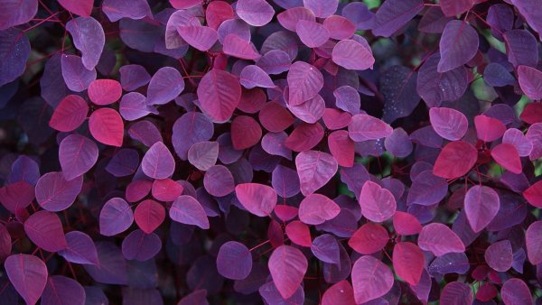Пурпурные цветы фон