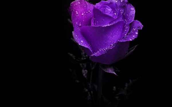 Тёмно-фиолетовые розы