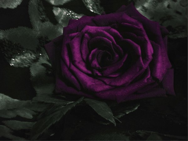 Черно фиолетовые розы