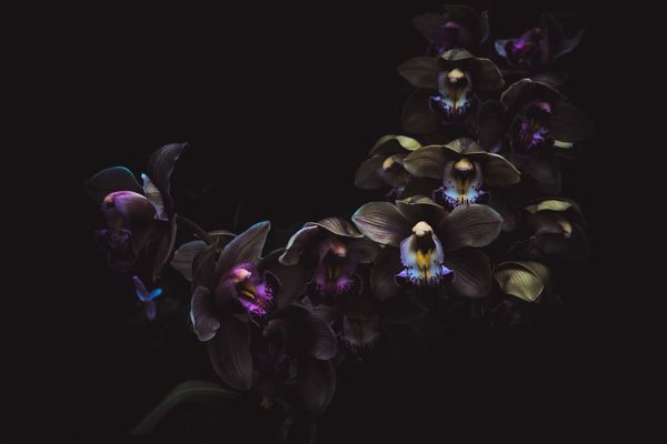 Ночь цветок Орхидея