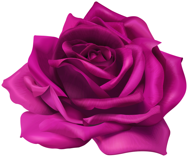 Пурпурный цветок на белом фоне